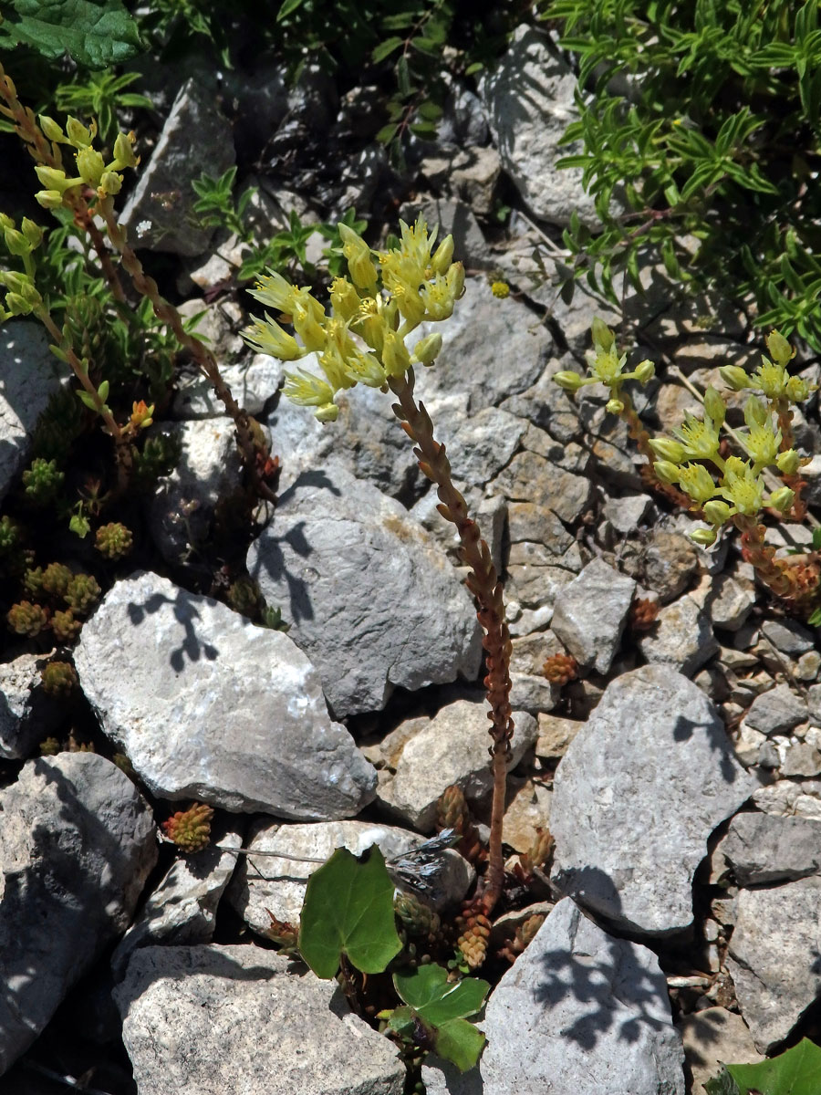 Rozchodník bledožlutý (Sedum ochroleucum L.)