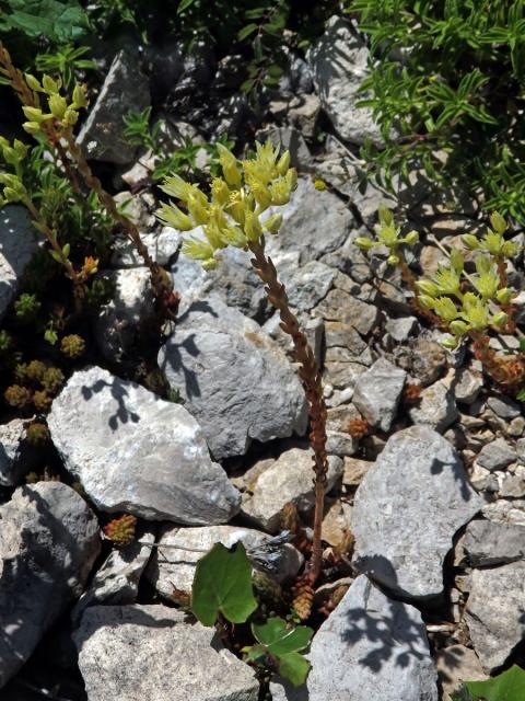 Rozchodník bledožlutý (Sedum ochroleucum L.)