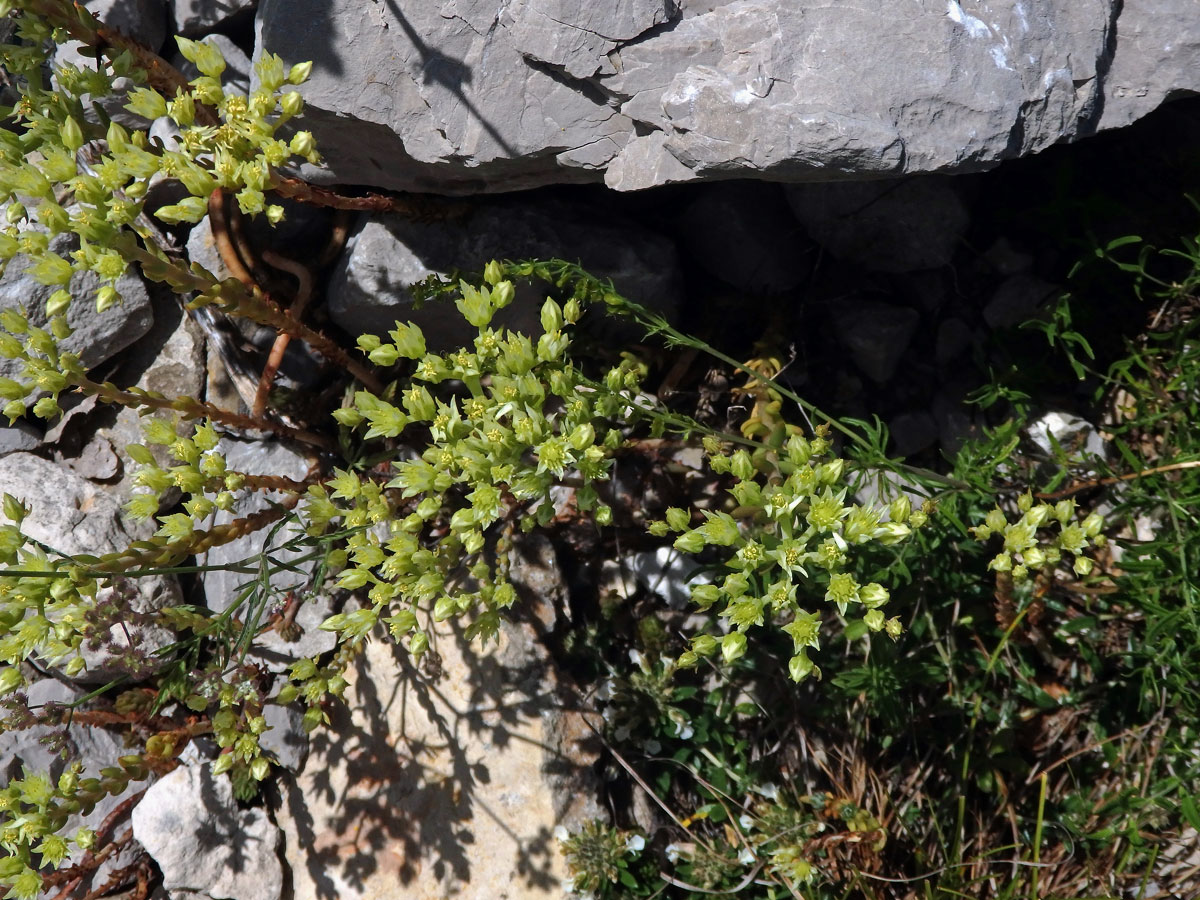 Rozchodník bledožlutý (Sedum ochroleucum L.)