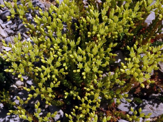 Rozchodník bledožlutý (Sedum ochroleucum L.)