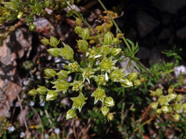 Rozchodník bledožlutý (Sedum ochroleucum L.)