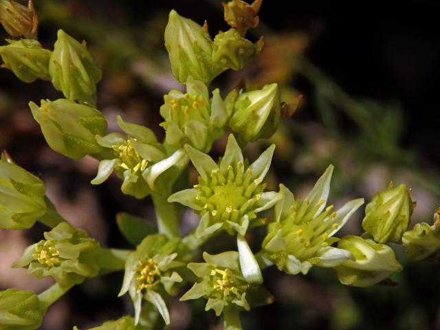 Rozchodník bledožlutý (Sedum ochroleucum L.)