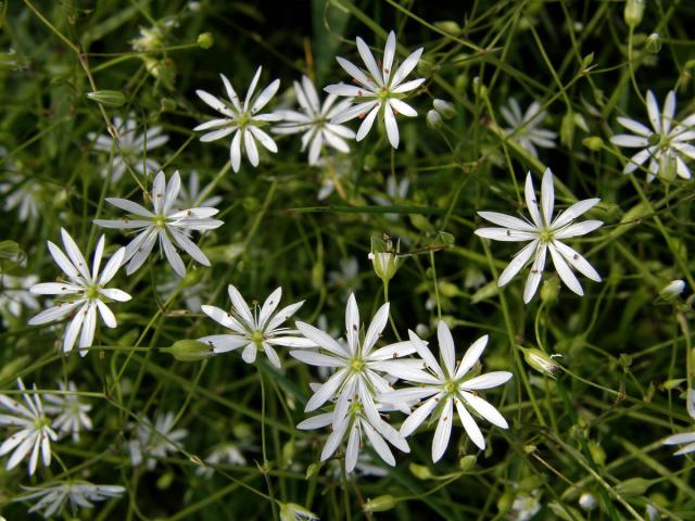 Ptačinec trávovitý (Stellaria graminea L.)