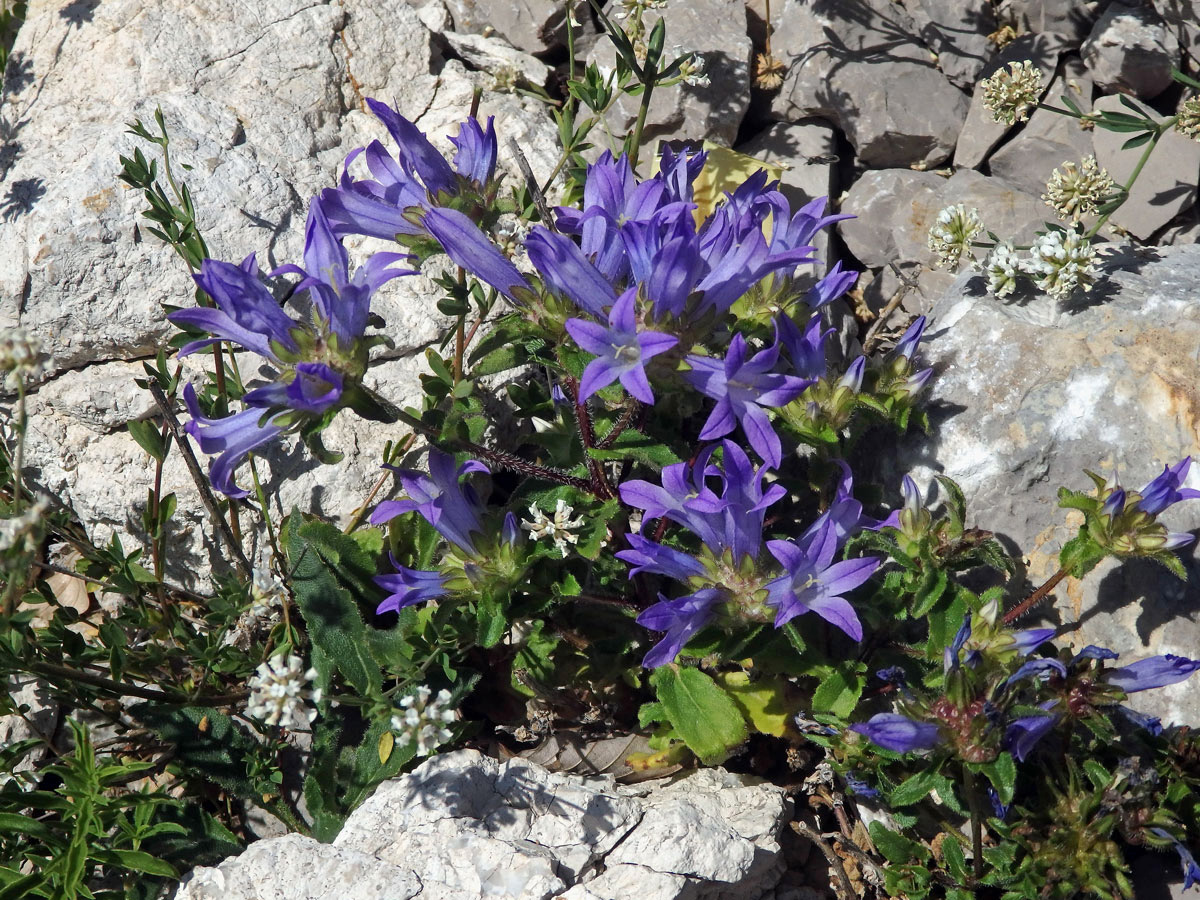 Zvonek (Campanula lingulata Waldst. et Kit.)