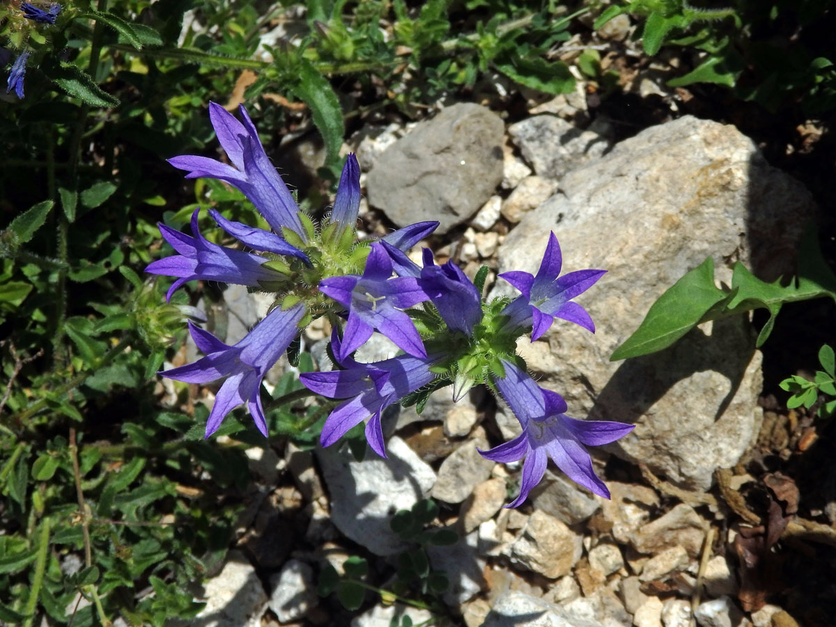 Zvonek (Campanula lingulata Waldst. et Kit.)