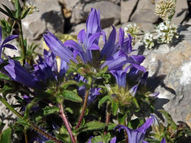 Zvonek (Campanula lingulata Waldst. et Kit.)