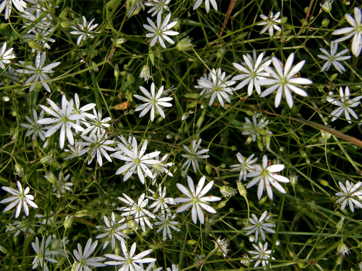 Ptačinec trávovitý (Stellaria graminea L.)