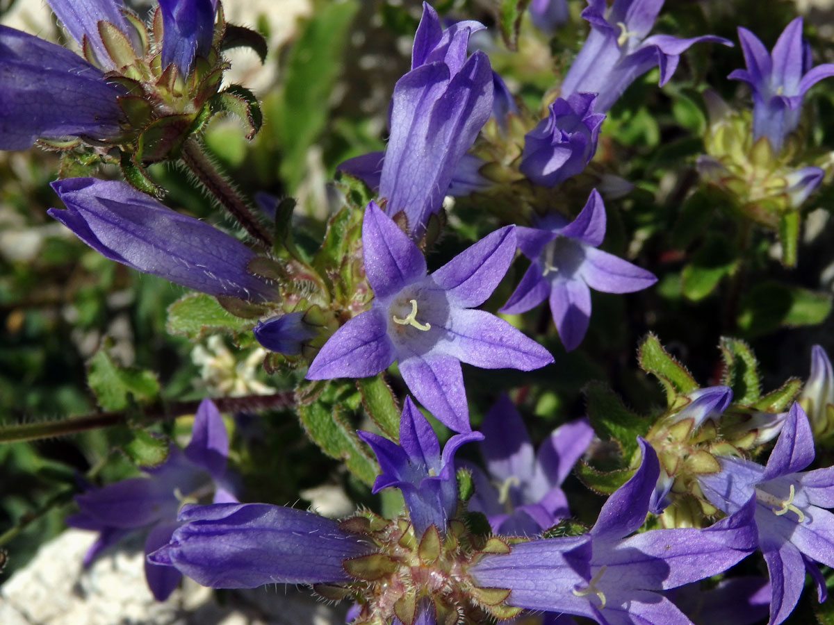 Zvonek (Campanula lingulata Waldst. et Kit.)