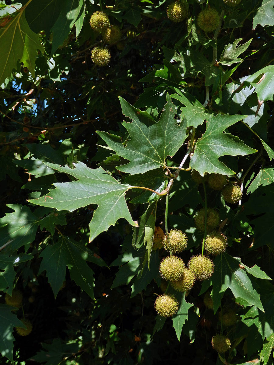 Platan východní (Platanus orientalis L.)