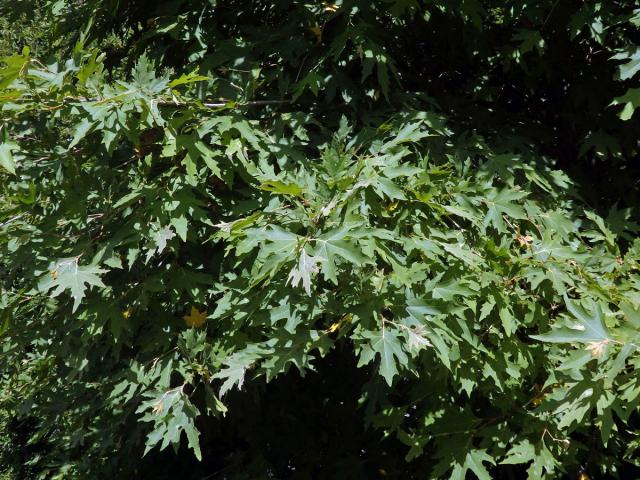 Platan východní (Platanus orientalis L.)