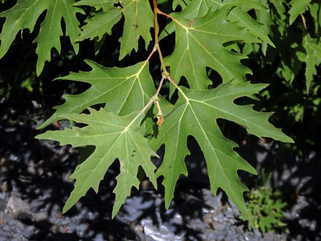 Platan východní (Platanus orientalis L.)