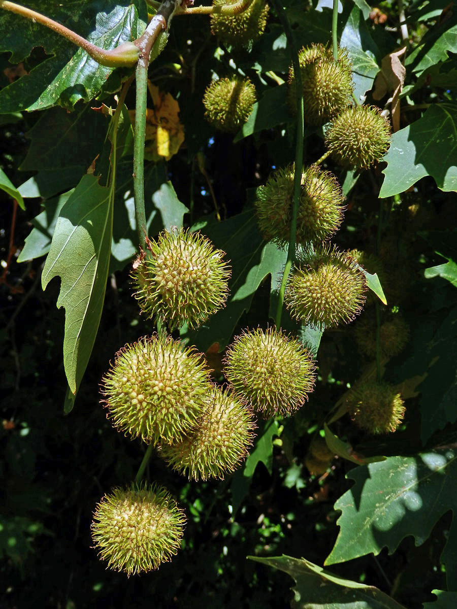 Platan východní (Platanus orientalis L.)