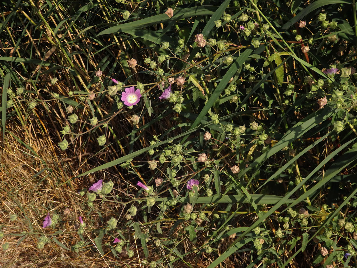 Slézovec (Lavatera punctata All.)