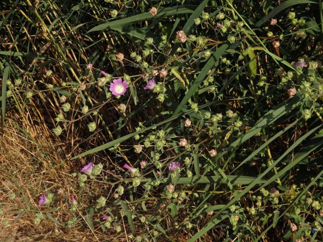 Slézovec (Lavatera punctata All.)