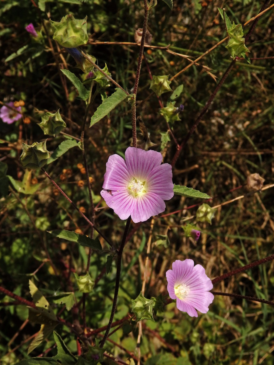 Slézovec (Lavatera punctata All.)