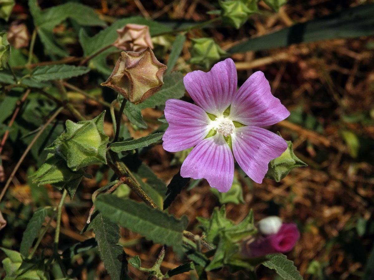 Slézovec (Lavatera punctata All.)