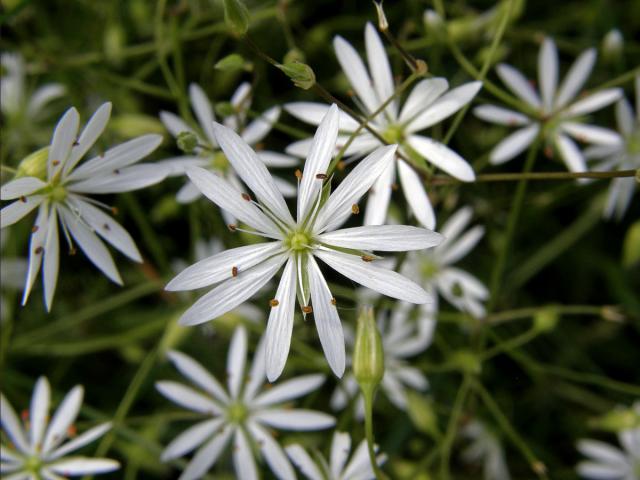 Ptačinec trávovitý (Stellaria graminea L.)