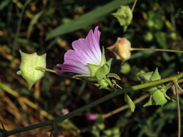 Slézovec (Lavatera punctata All.)