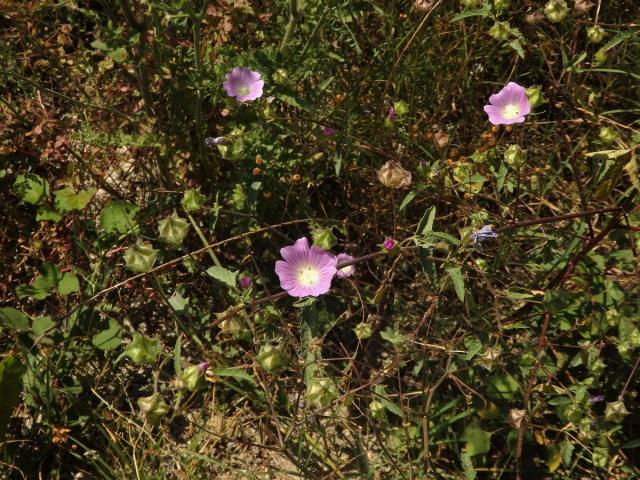 Slézovec (Lavatera punctata All.)