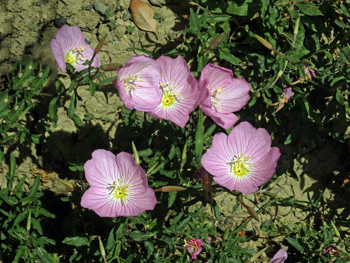 Pupalka (Oenothera speciosa Nutt.)