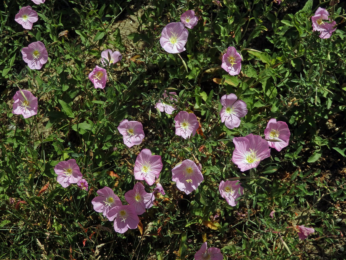 Pupalka (Oenothera speciosa Nutt.)