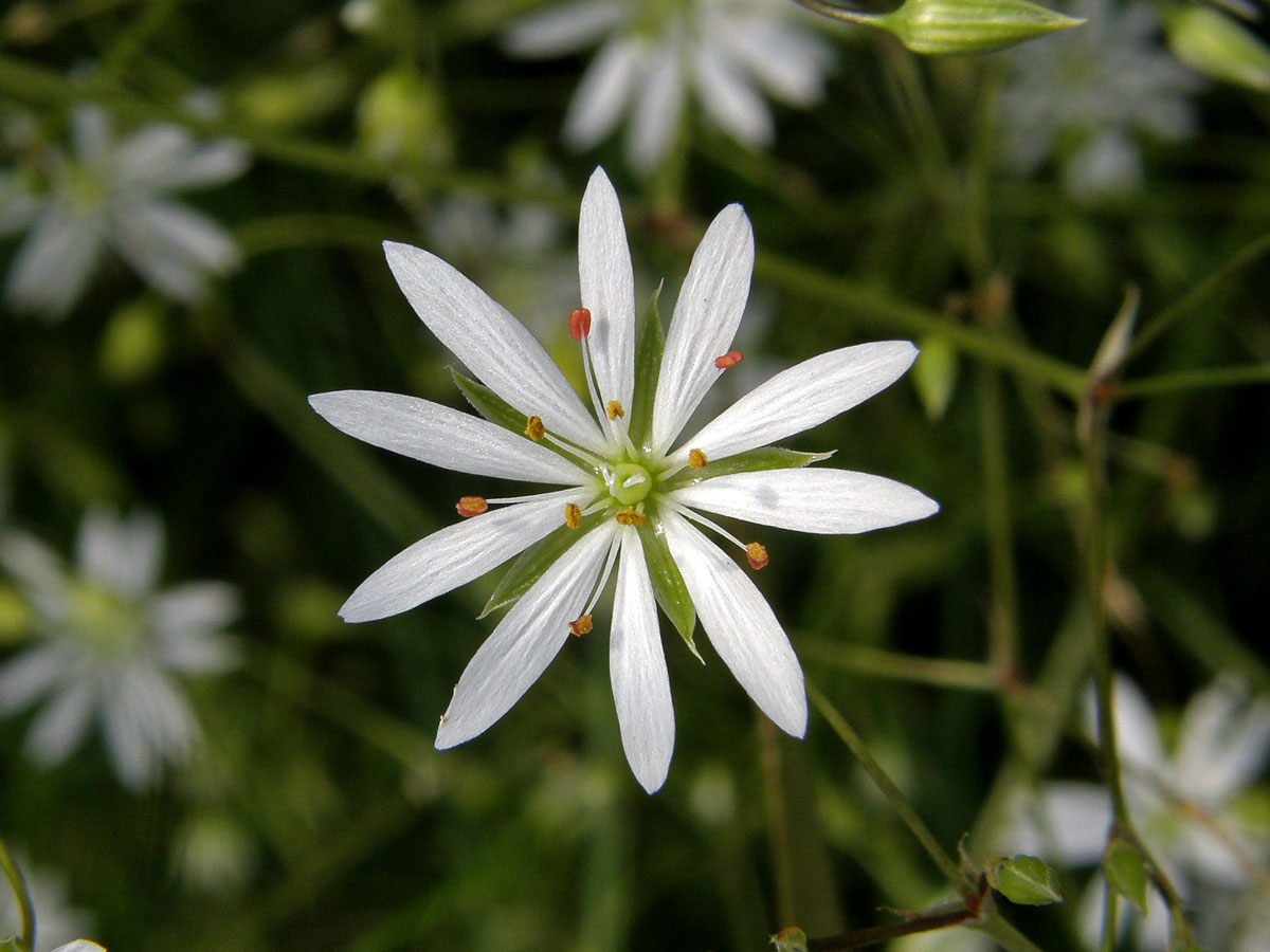 Ptačinec trávovitý (Stellaria graminea L.)