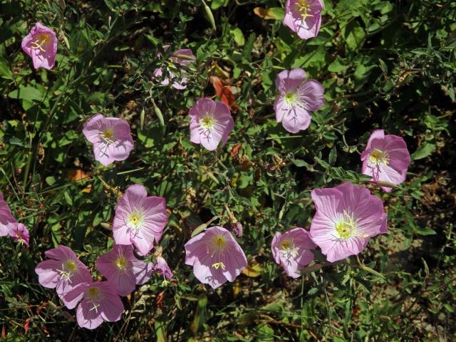 Pupalka (Oenothera speciosa Nutt.)