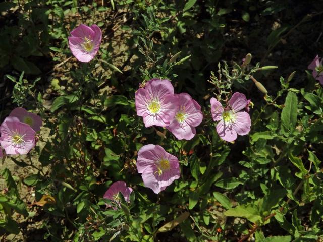 Pupalka (Oenothera speciosa Nutt.)