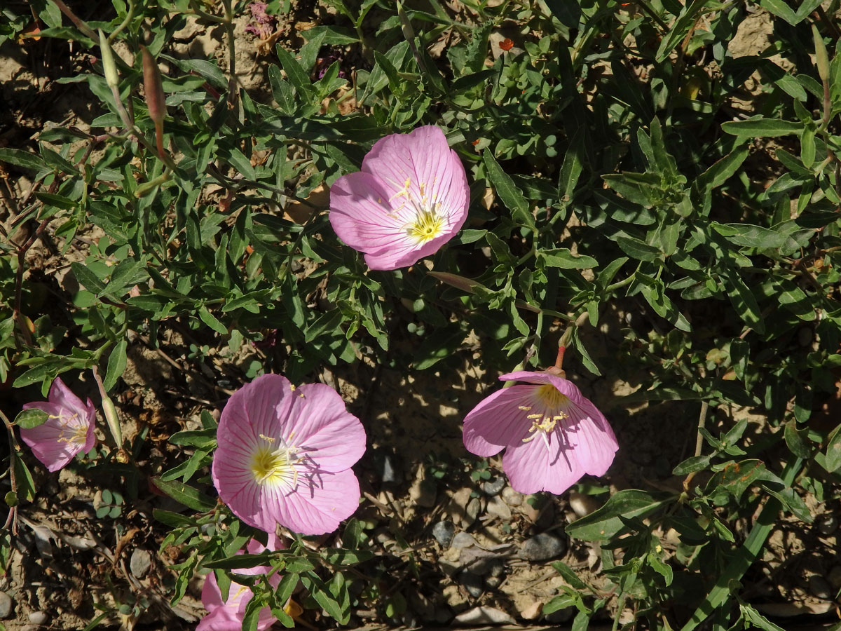 Pupalka (Oenothera speciosa Nutt.)