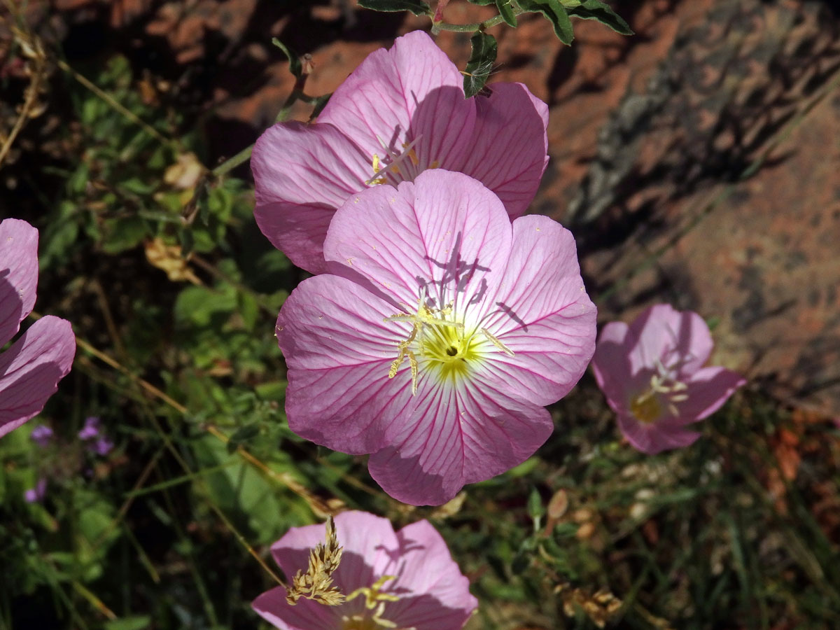 Pupalka (Oenothera speciosa Nutt.)