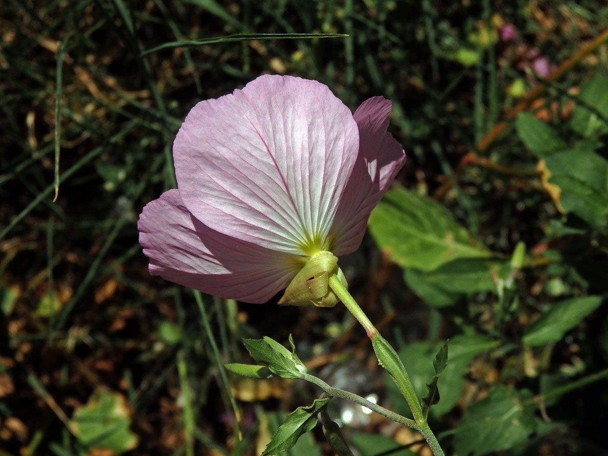 Pupalka (Oenothera speciosa Nutt.)