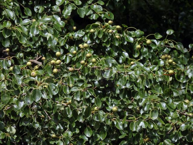 Hrušeň polnička (Pyrus pyraster (L.) Burgsdorf.)