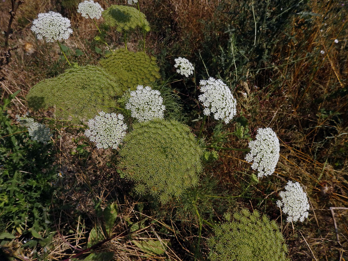 Morač zákrovnatý (Ammi visnaga (L.) Lam.)