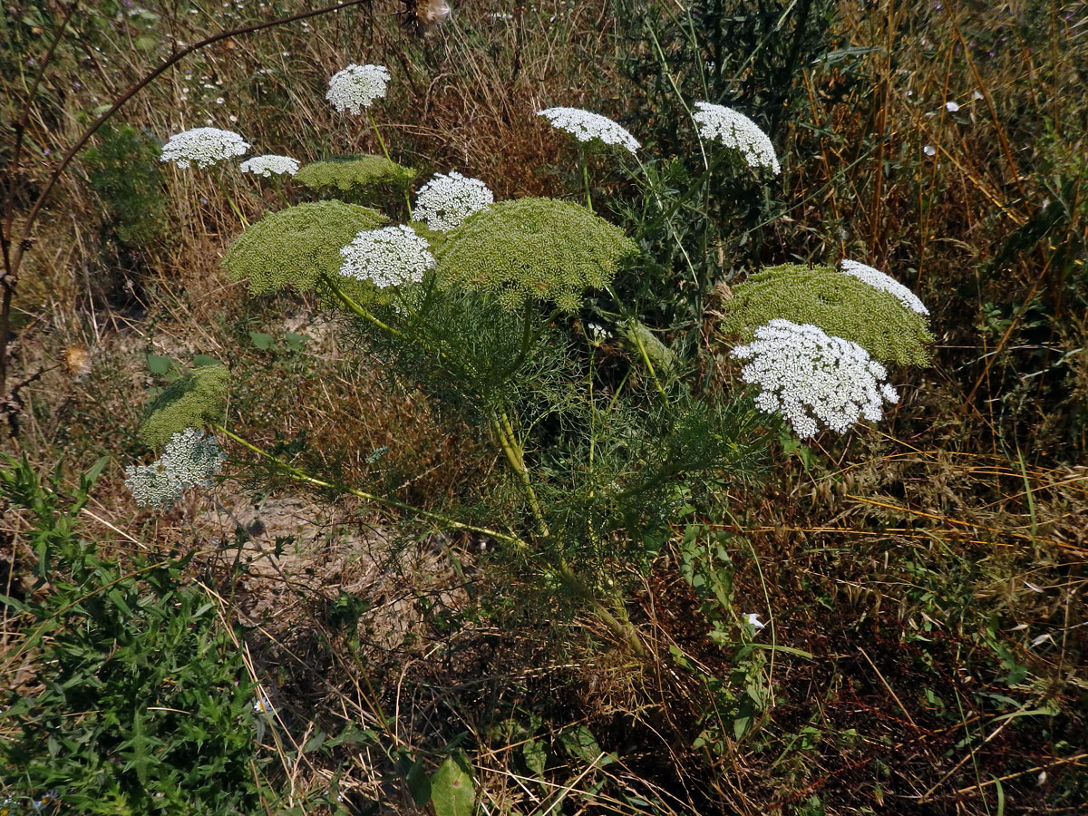 Morač zákrovnatý (Ammi visnaga (L.) Lam.)