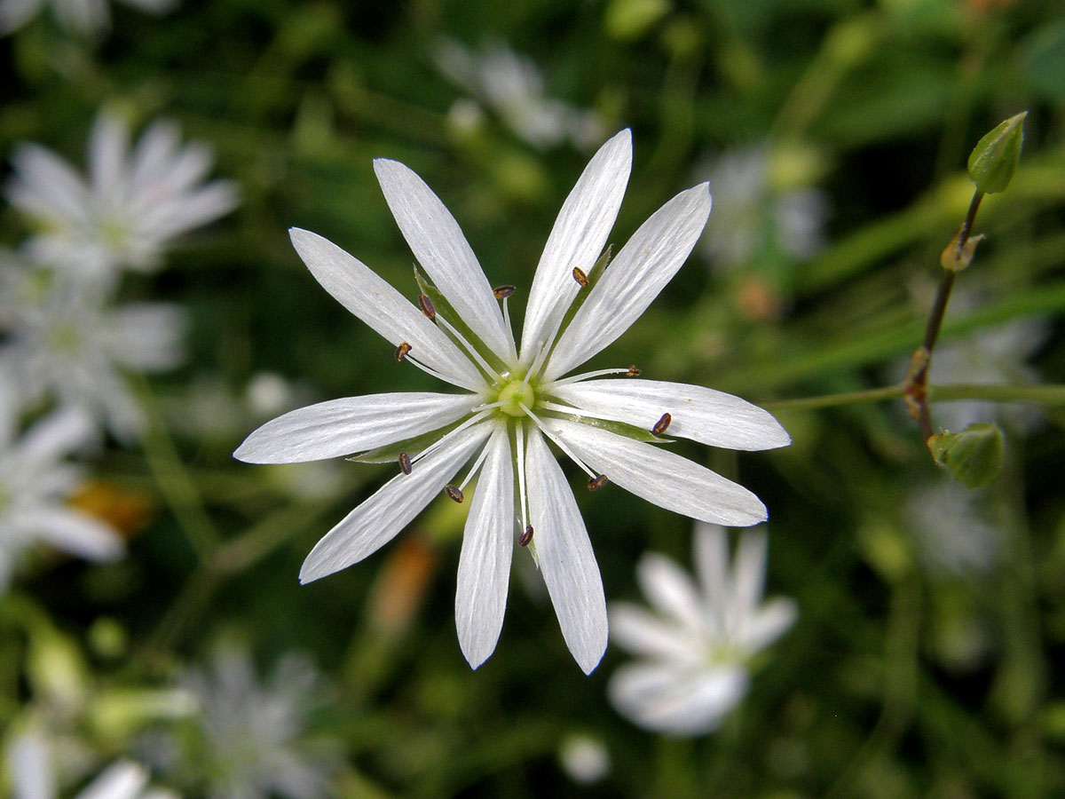 Ptačinec trávovitý (Stellaria graminea L.)