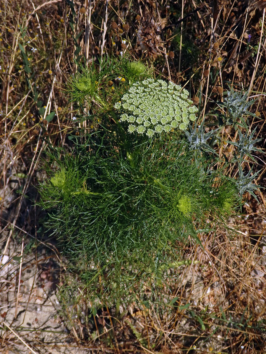 Morač zákrovnatý (Ammi visnaga (L.) Lam.)