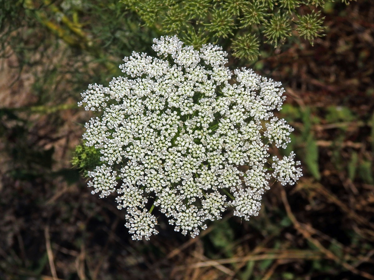 Morač zákrovnatý (Ammi visnaga (L.) Lam.)