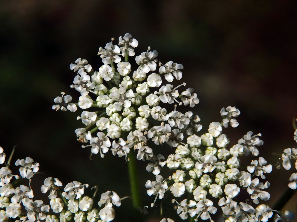 Morač zákrovnatý (Ammi visnaga (L.) Lam.)