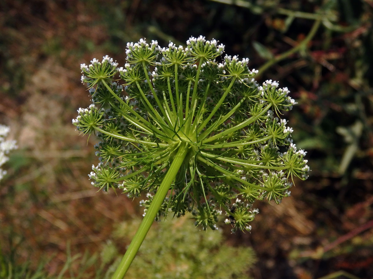 Morač zákrovnatý (Ammi visnaga (L.) Lam.)