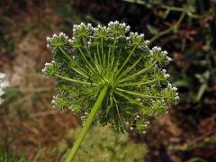 Morač zákrovnatý (Ammi visnaga (L.) Lam.)