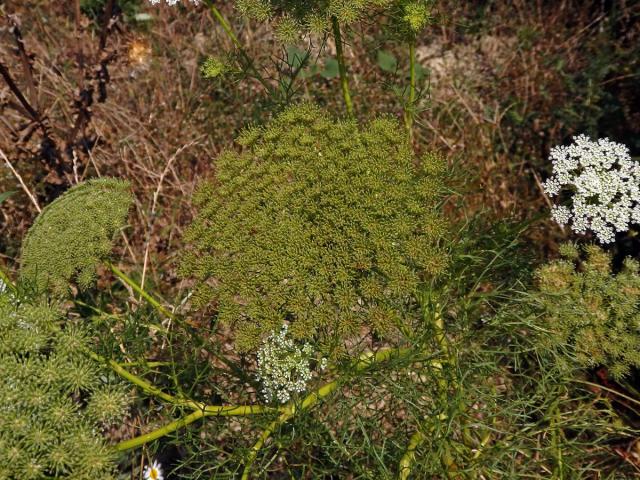 Morač zákrovnatý (Ammi visnaga (L.) Lam.)