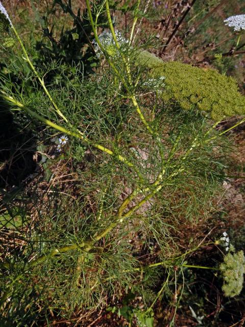 Morač zákrovnatý (Ammi visnaga (L.) Lam.)