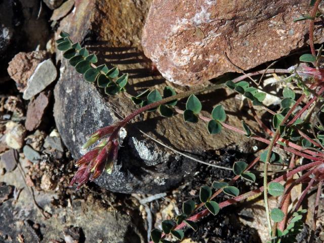 Kozinec (Astragalus monsspessulanus subsp. gypsophilus)