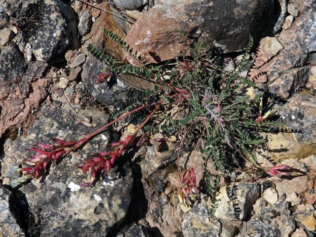 Kozinec (Astragalus monsspessulanus subsp. gypsophilus)