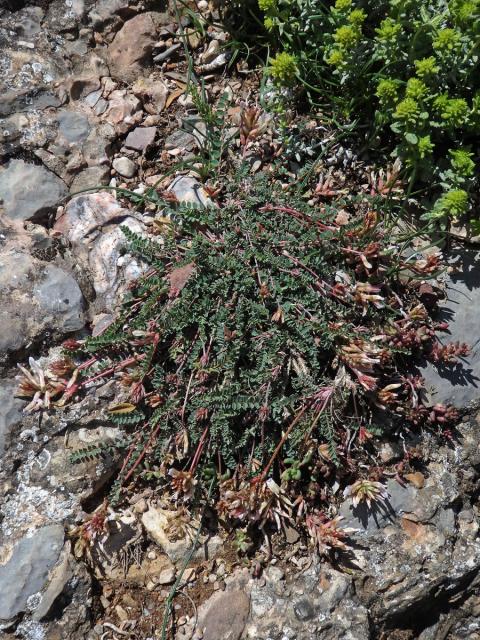 Kozinec (Astragalus monsspessulanus subsp. gypsophilus)