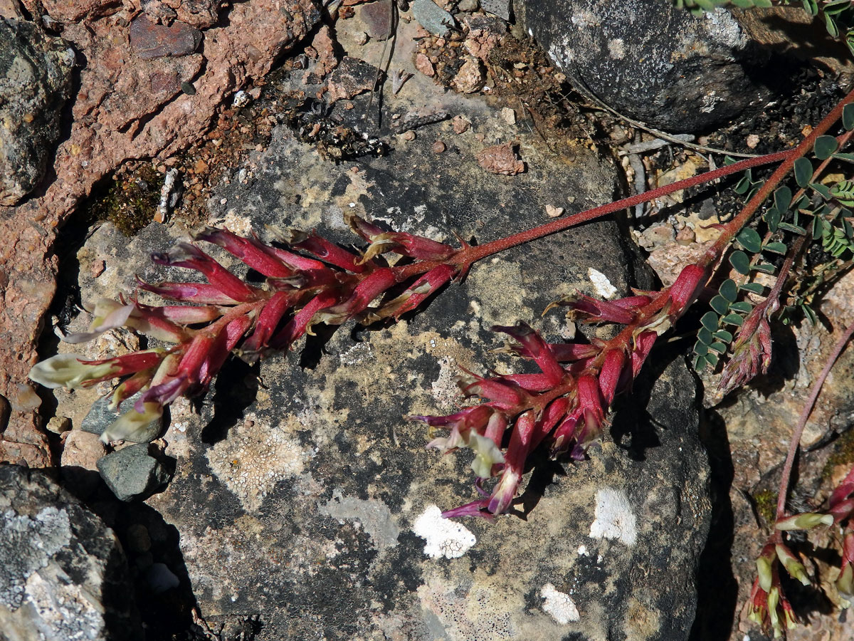 Kozinec (Astragalus monsspessulanus subsp. gypsophilus)