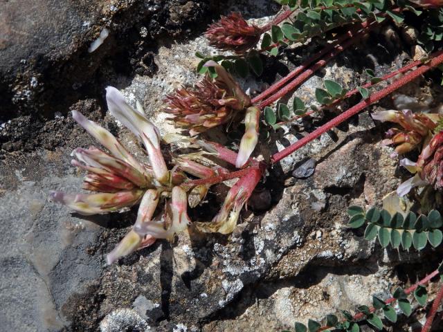 Kozinec (Astragalus monsspessulanus subsp. gypsophilus)