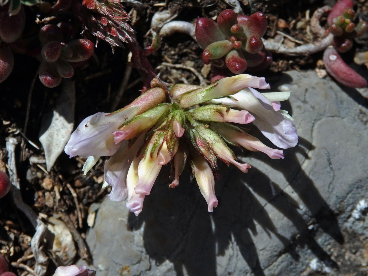 Kozinec (Astragalus monsspessulanus subsp. gypsophilus)