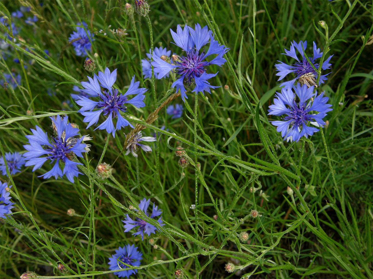 Chrpa modrá (Centaurea cyannus L.)