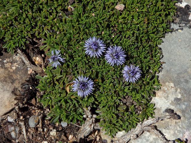 Koulenka (Globularia meridionalis (Podp.) O. Schwarz)